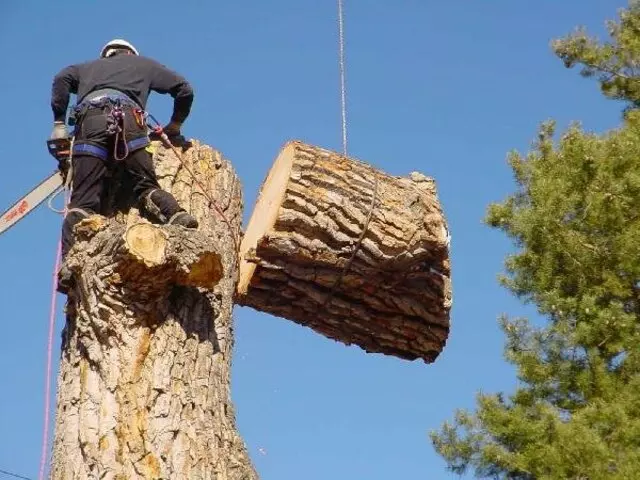 Arbor Pro