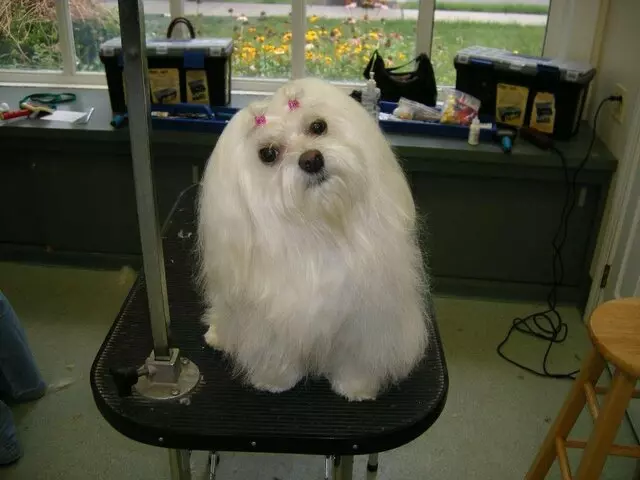 All Pets Grooming Salon