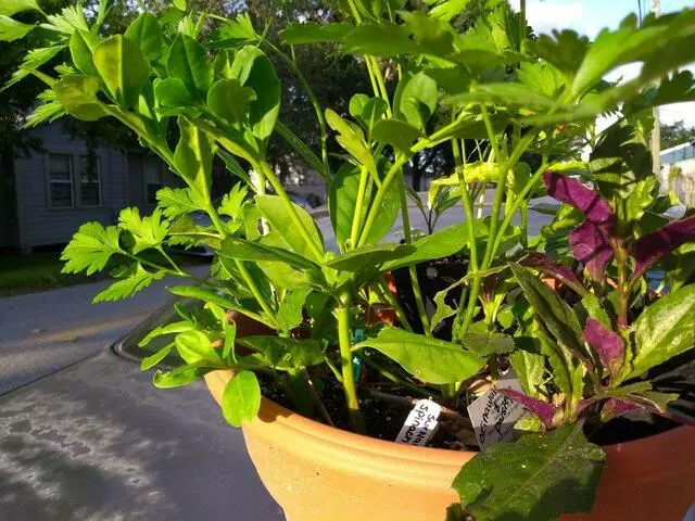 Arts District Farmers Market
