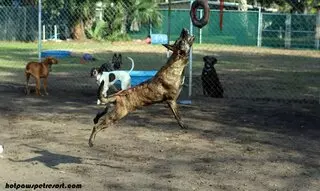 K-PRO K9