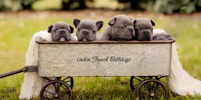 Lindor French Bulldogs